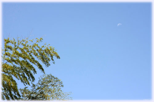 竹と月