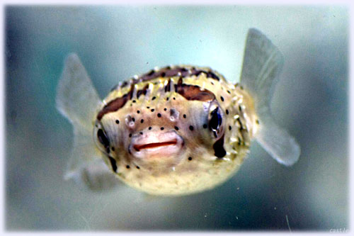 ͂肹ڂ