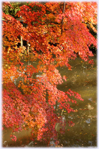 塩竈神社の紅葉