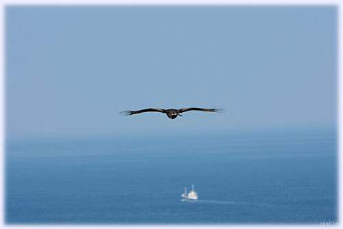 鳴門海峡のトンビ