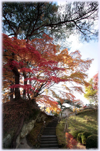 松島の紅葉