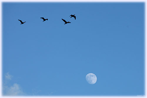 月に鳥