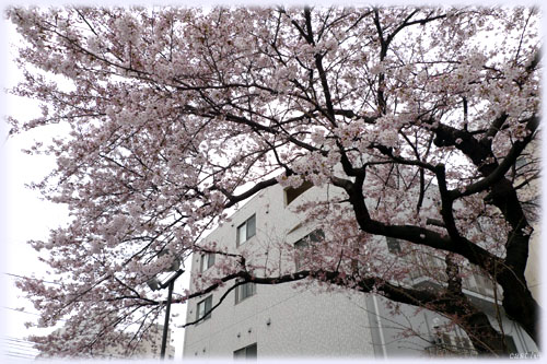 朝市の桜