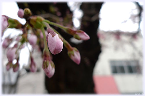 朝市の桜
