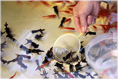 金魚すくい
