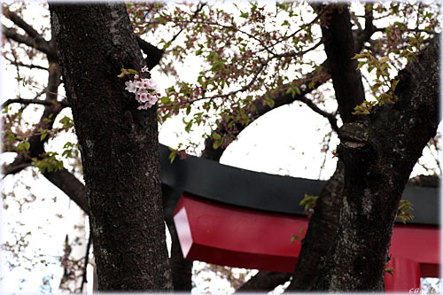 桜