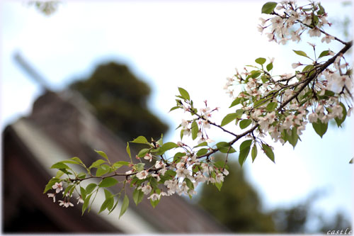 桜