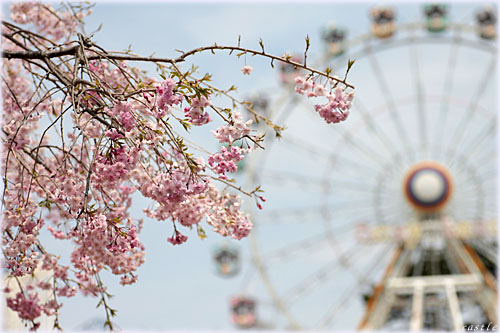 ベニーランドの桜