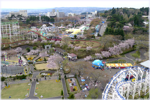 ベニーランドの桜