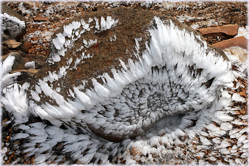 プチ樹氷