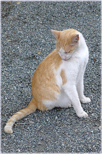 川崎大師の猫