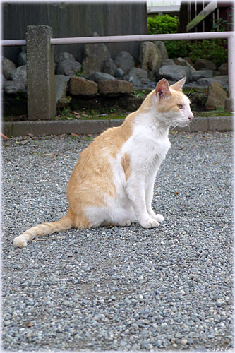 川崎大師の猫