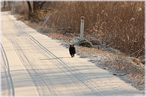雪道を歩く猫