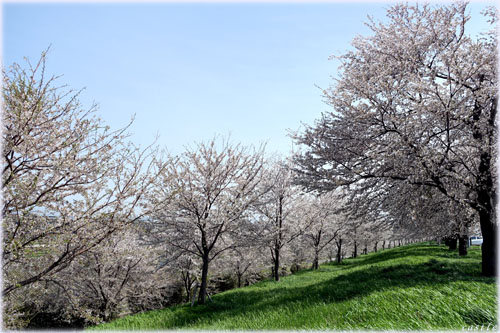 大河津分水桜並木