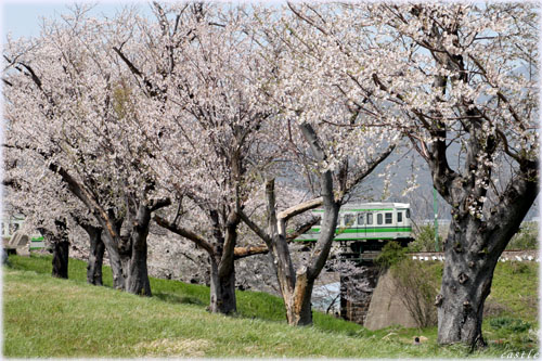 大河津分水桜並木