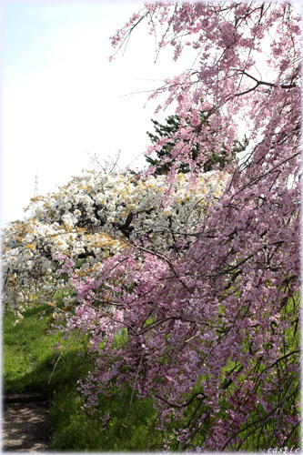 大河津分水桜並木