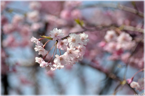 大河津分水桜並木