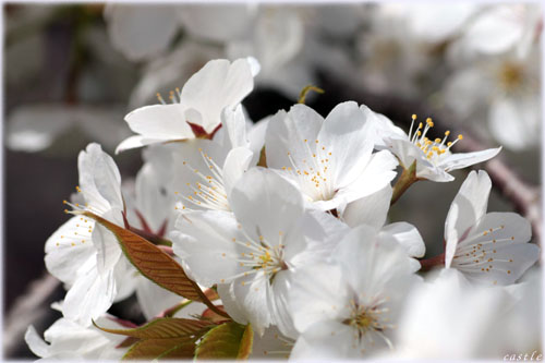 大河津分水桜並木