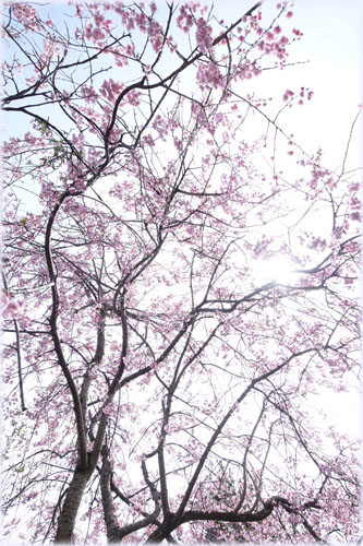 大河津分水桜並木