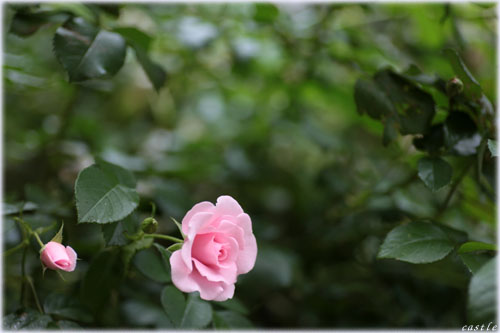 薔薇