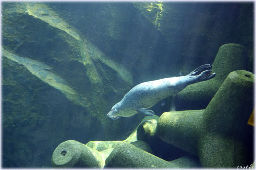 AUV