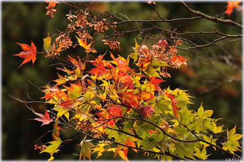 秋保の紅葉
