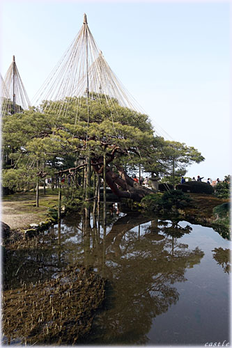 唐崎松