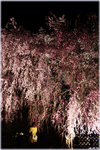 船岡城址の桜