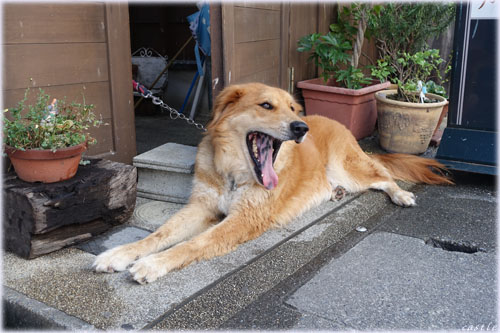 ͂炢