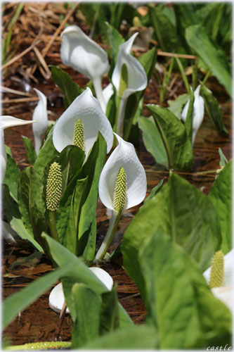 水芭蕉