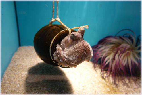 蛸壺