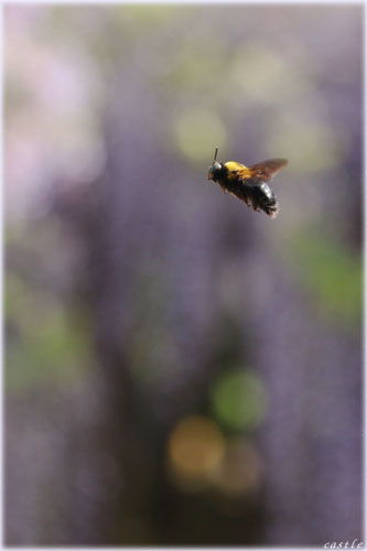 蜂が飛ぶ