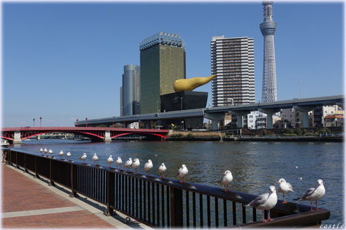 肩
