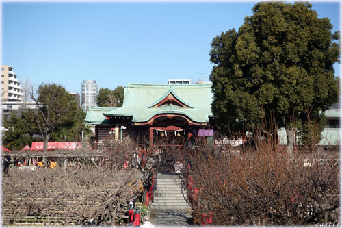 亀戸天神