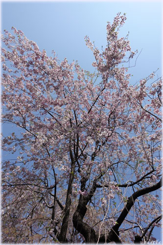 高田馬場の玄国寺