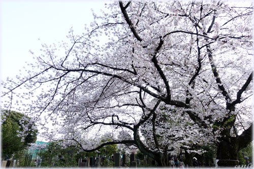 谷中霊園の桜