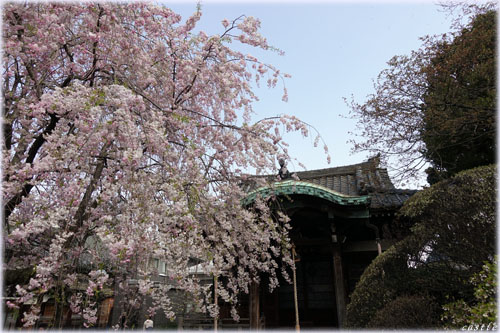 西日暮里の諏方神社