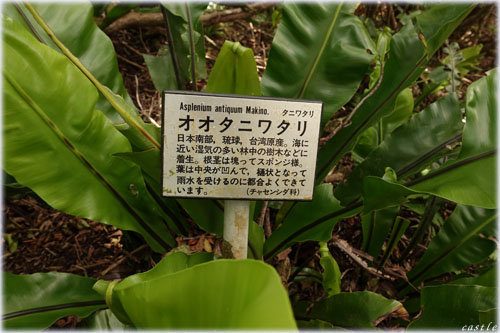 オオタニワタリ