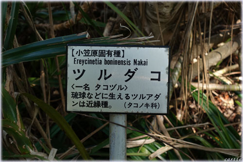 ツルダコ