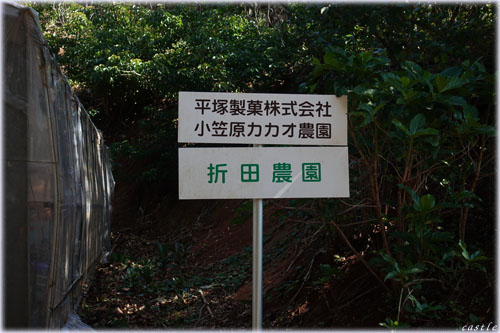 カカオ農園