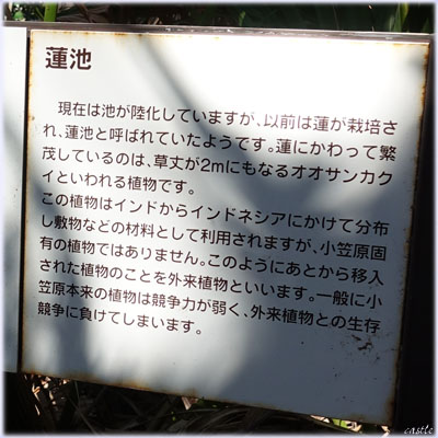 小富士