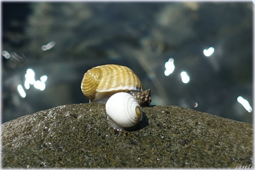 扇浦海岸