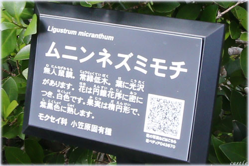 ムニンネズミモチ