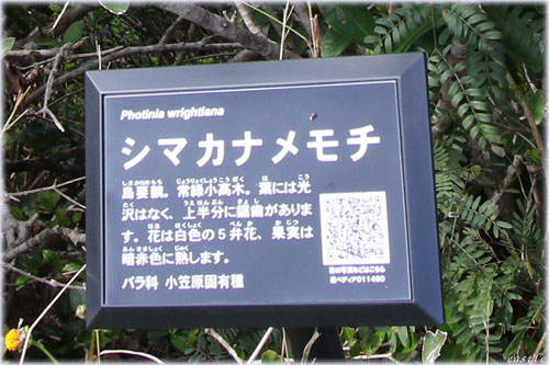 シマカナメモチ