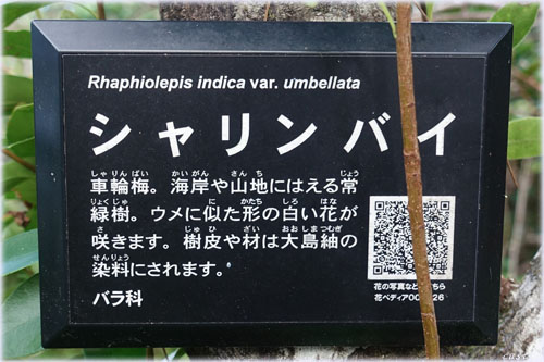 シャリンバイ