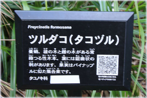ツルダコ