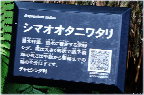 シマオオタニワタリ
