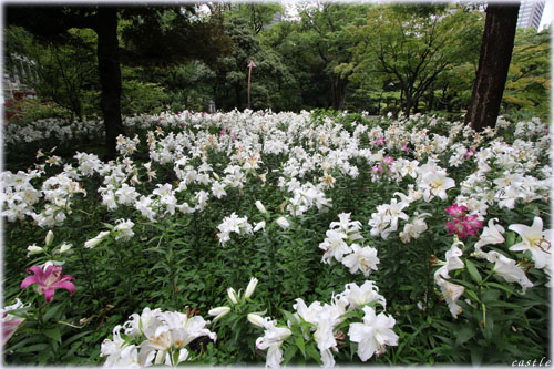 日比谷公園のユリ