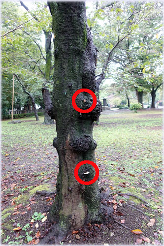 桜の木に生えたキノコ