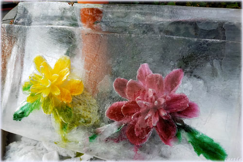 氷の花